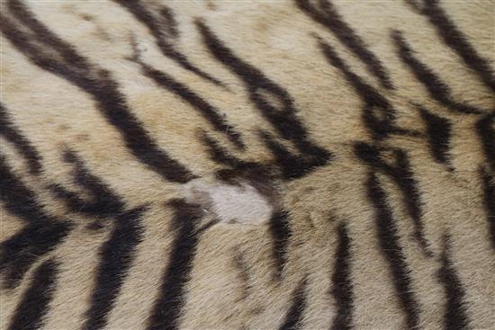 A tiger skin rug, complete with head and claws